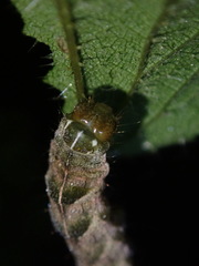 Melanchra persicariae
