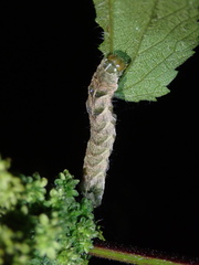 Melanchra persicariae