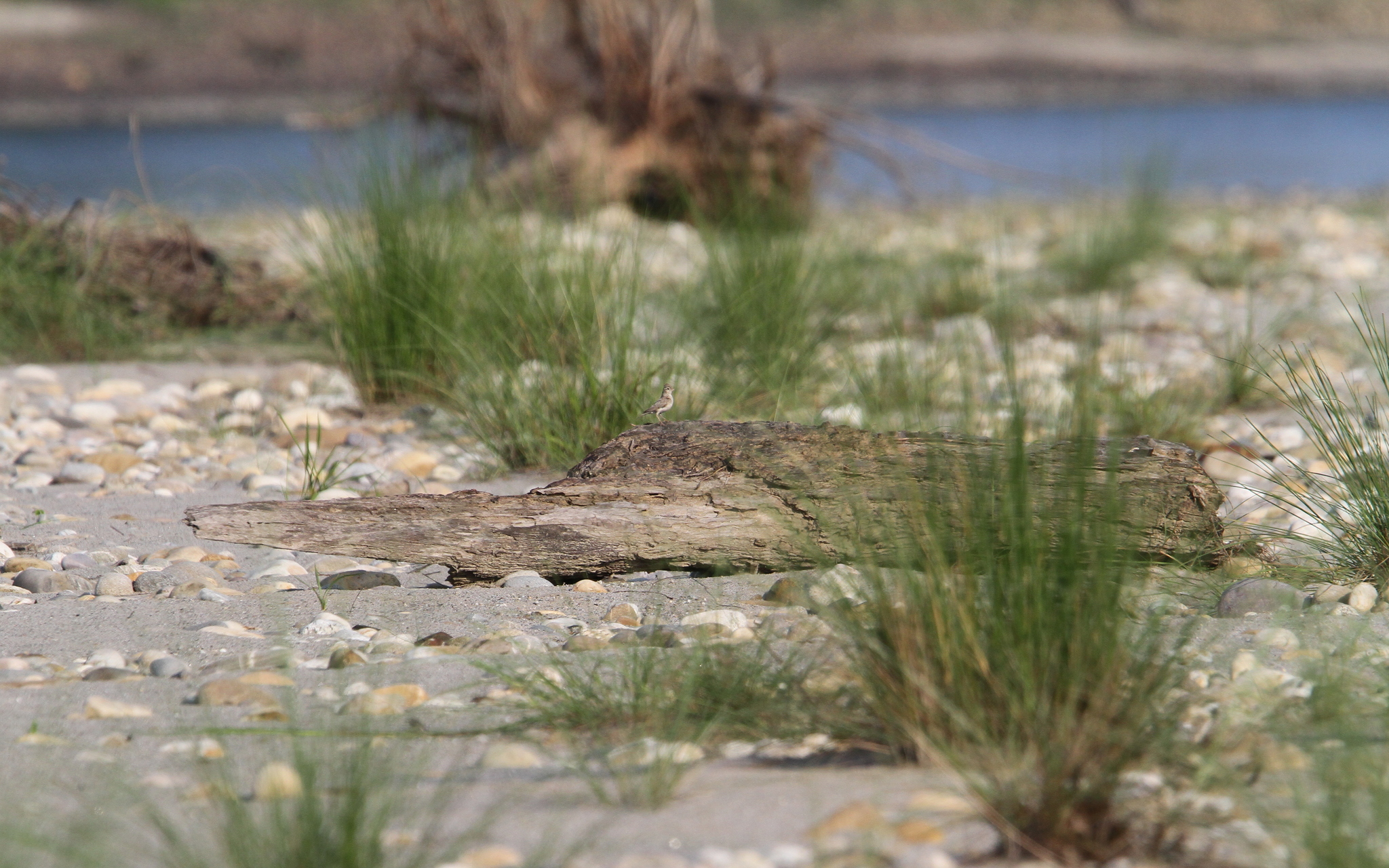 Sand Lark (Alaudala raytal)