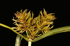 Cyperus engelmannii