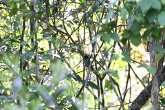 Pitta sordida cucullata