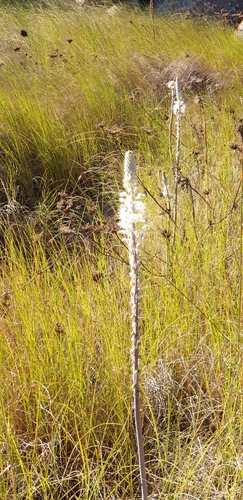 Drimia glaucophylla