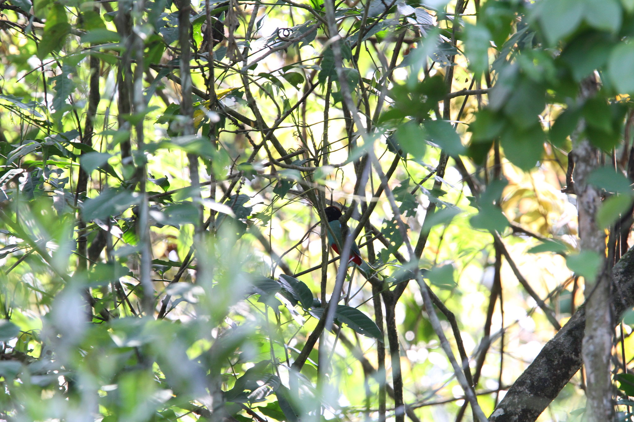 Western Hooded Pitta