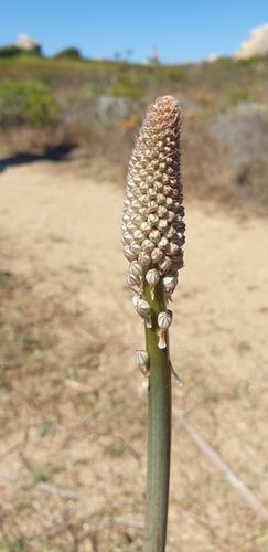 Drimia glaucophylla
