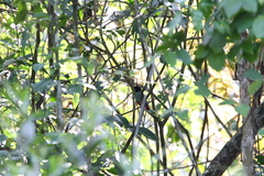 Pitta sordida cucullata