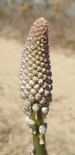 Drimia glaucophylla