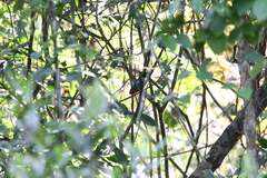 Pitta sordida cucullata