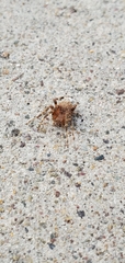 Araneus diadematus
