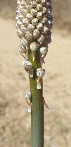 Drimia glaucophylla