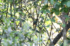 Pitta sordida cucullata