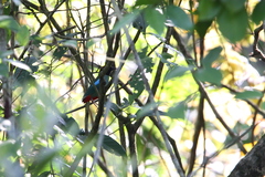 Pitta sordida cucullata