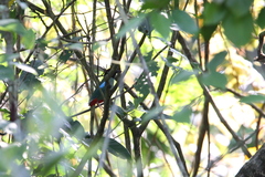 Pitta sordida cucullata