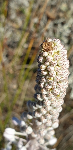 Drimia glaucophylla