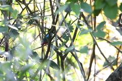 Pitta sordida cucullata