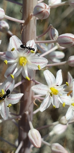 Drimia glaucophylla