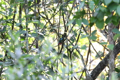 Pitta sordida cucullata