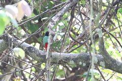 Pitta sordida cucullata