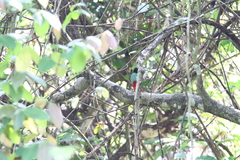 Pitta sordida cucullata