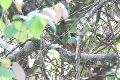 Pitta sordida cucullata