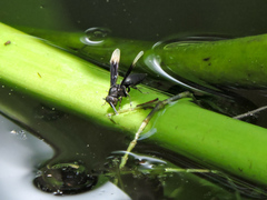 Parachartergus apicaloides