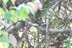 Pitta sordida cucullata