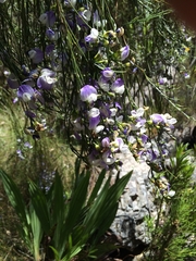 Psoralea fleta