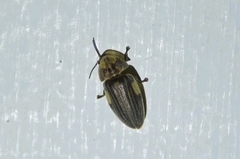 Aspisoma ignitum