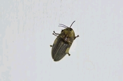 Aspisoma ignitum