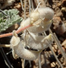 Astragalus leucolobus