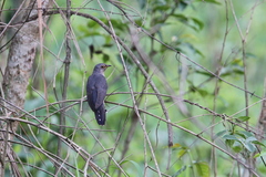 Cuculus poliocephalus