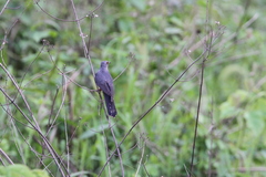 Cuculus poliocephalus