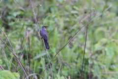 Cuculus poliocephalus