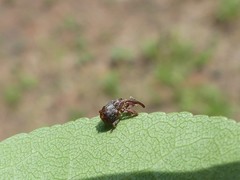 Anthonomus quadrigibbus