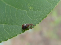 Anthonomus quadrigibbus
