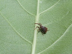 Anthonomus quadrigibbus