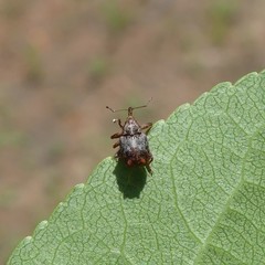 Anthonomus quadrigibbus
