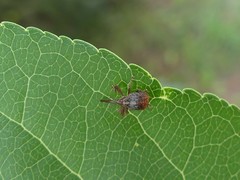 Anthonomus quadrigibbus