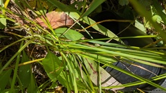 Carex hoodii