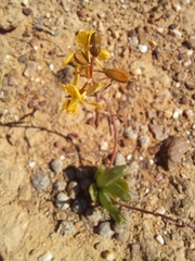 Bulbine succulenta