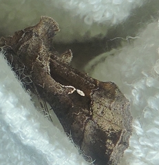 Chrysodeixis subsidens