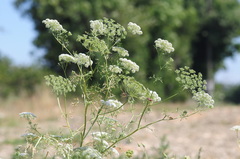 Ammi majus