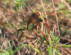 Diogmites angustipennis