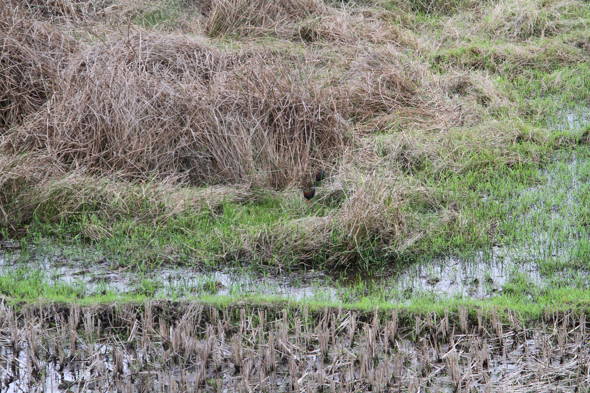 Black-tailed Crake
