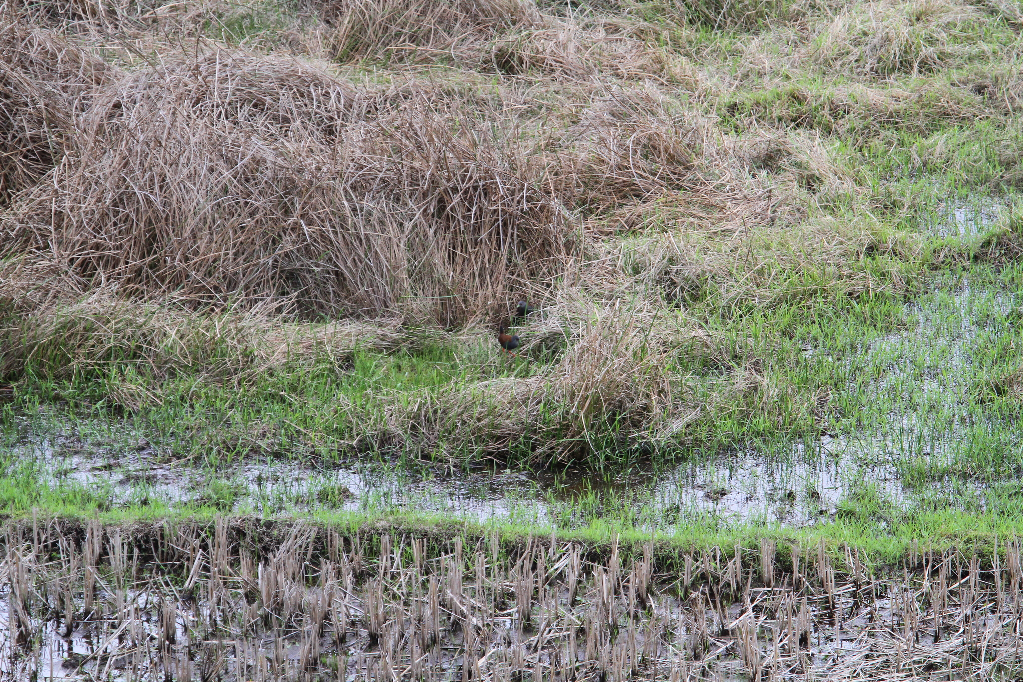 Black-tailed Crake