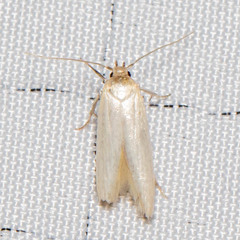 Calosima dianella