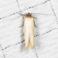 Calosima dianella