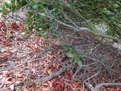 Pituophis catenifer annectens