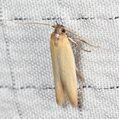 Calosima dianella