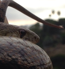 Pituophis catenifer annectens