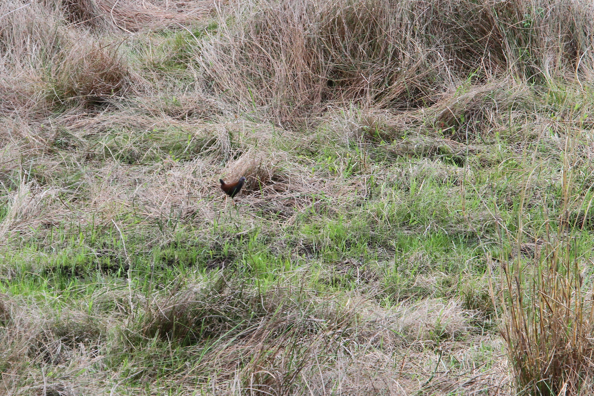 Black-tailed Crake